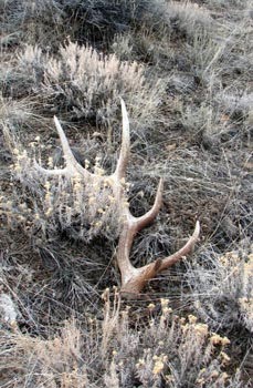 Deer Antler Shed Traps