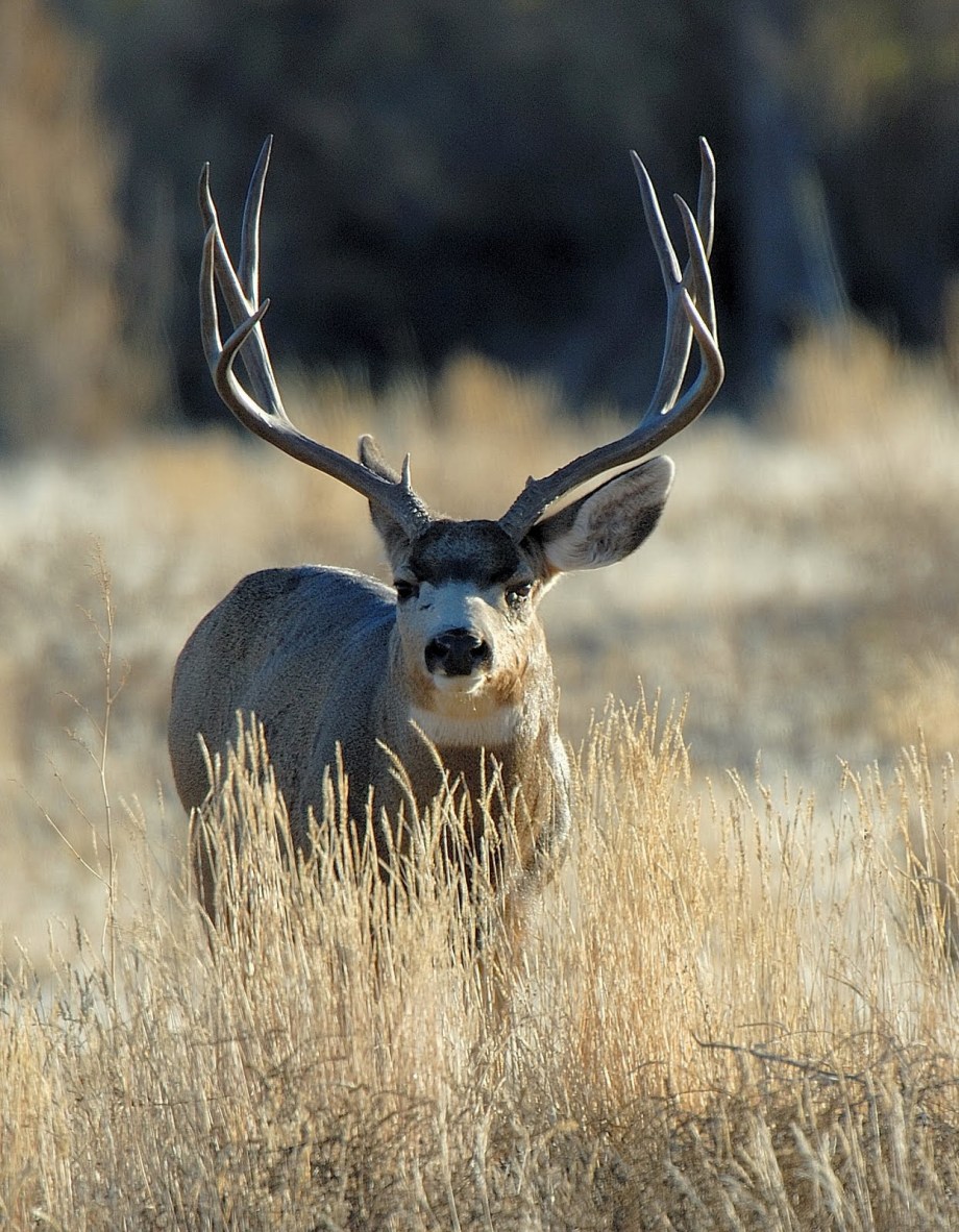Biggest Mule Deer in Utah